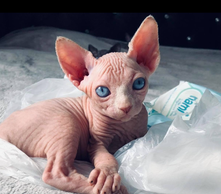 hairless cat for sale MN